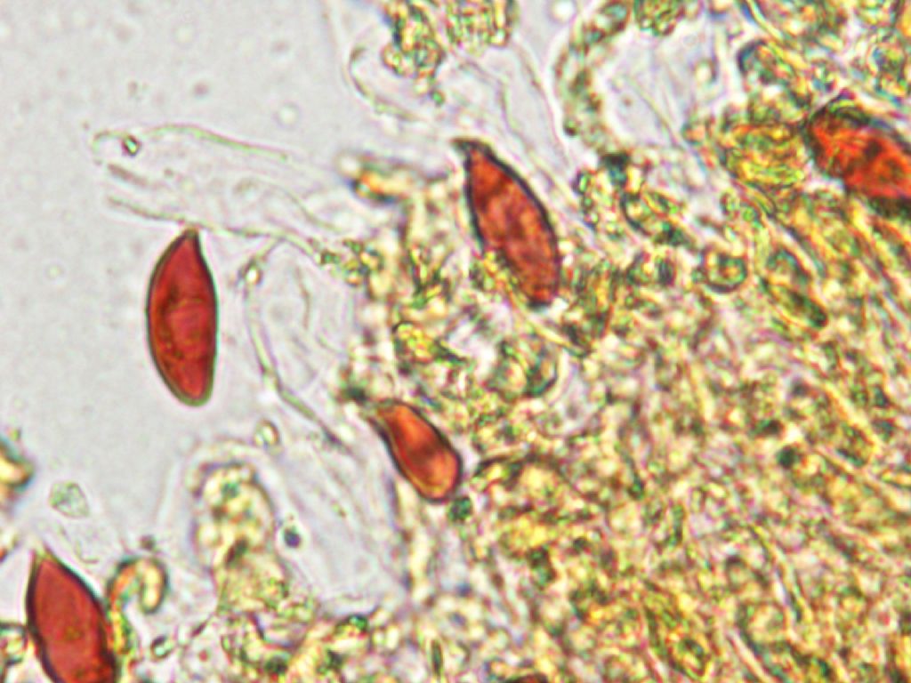 Indagine microscopica